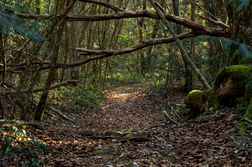 落ち葉に覆われた青木ヶ原樹海の散策路