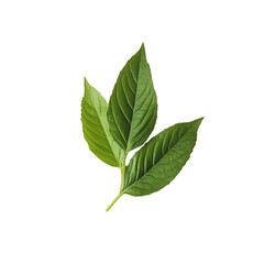 Fototapeta premium Medicinal plant for health mint leaves isolated on white background 