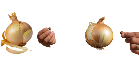 Wet hand, peeled onion, and small round object background PNG