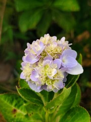 beautiful hydrangea flower