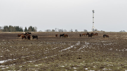 Herd of Horses Grazing on a Muddy Field in Late Winter – Rural Landscape