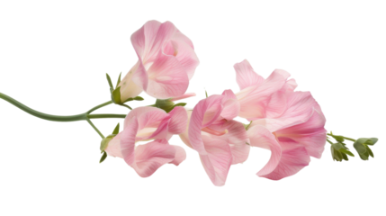 Pink everlasting sweet pea flowers blooming on transparent background