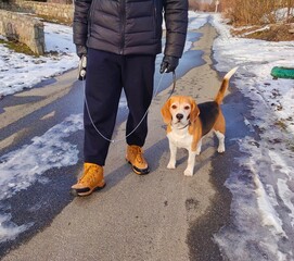 Beagle Dog Walking with Owner on a Winter Road