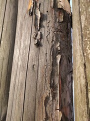 Close-up of an old fence made of round logs. Texture of old dry wood