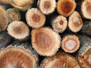 stack of round logs close up