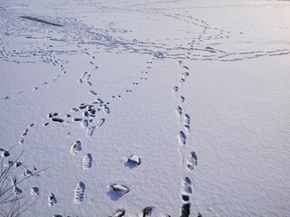 Landscape traces in the snow of people, dogs, sleds, skates