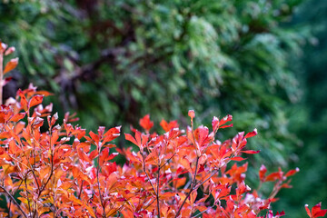収保大滝の晩秋の紅葉