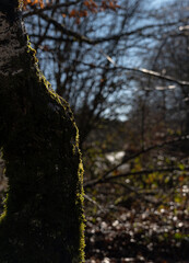 A vertical shot of a tree trunk in winter forest with moss