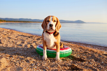  Cute beagle dog on a floating ring sits on the beach near the seashore on a sunny summer day.