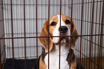 The beagle dog is lying in a cage. Wire crate