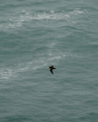 Fototapeta premium Atlantic puffin soars over the ocean near Dyrhólaey, South Iceland, with its wings spread wide