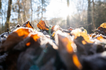 A cold icy winter landscape with macro of old rotting leaves for morning sunrise background. 