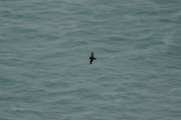 Atlantic puffin soars over the ocean near Dyrhólaey, South Iceland, with its wings spread wide