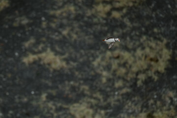 An Atlantic puffin in mid-flight near the cliffs of Dyrhólaey, South Iceland