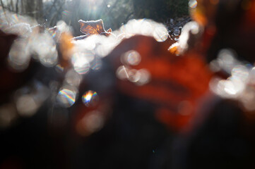 A cold icy winter landscape with macro of old rotting leaves for morning sunrise background. 
