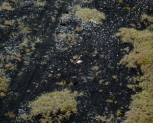 An Atlantic puffin soars past rugged cliffs at Dyrhólaey, South Iceland, in its natural habitat