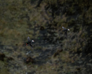 Atlantic puffin soars past rugged cliffs at Dyrhólaey, South Iceland, in its natural habitat