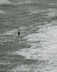 An Atlantic puffin soars above the ocean at Dyrhólaey, South Iceland, with waves crashing below