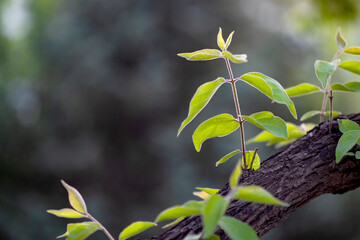 In the early spring season, various plants in the fields grow tender leaves in close-up