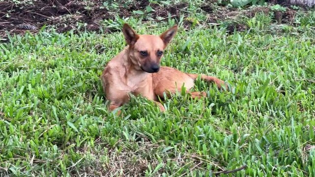 cachorro do mato 