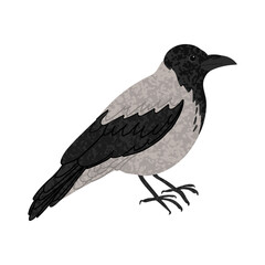 Obraz premium Vector Colorful Illustration of Crow Bird Isolated on White Background