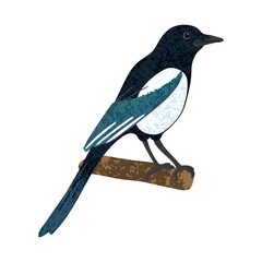 Obraz premium Vector Colorful Illustration of Magpie Bird Isolated on White Background