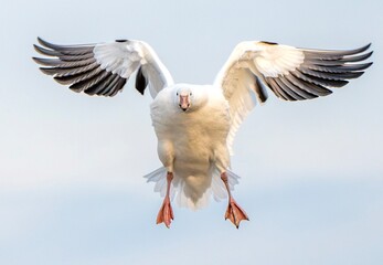 Snow goose coming in for a landing close up and head on