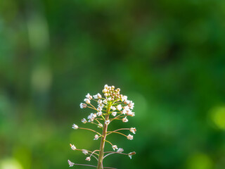 咲き始めた山のナズナ03