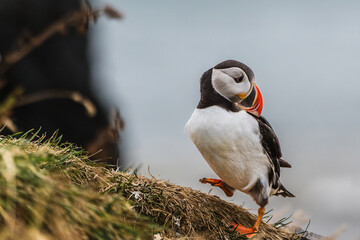 Close-up of an Atlantic puffin balancing on a grassy cliff at Dyrhólaey, South Iceland