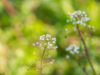 咲き始めた山のナズナ05