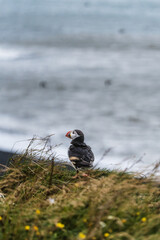 Atlantic puffin standing on a grassy cliff at Dyrhólaey, South Iceland
