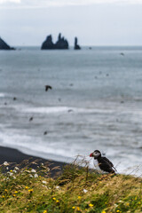 Atlantic puffin stretching its wings on a grassy cliff at Dyrhólaey, South Iceland, with Reynisdrangar sea stacks in the background