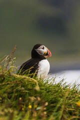 Atlantic puffin standing on a grassy cliff at Dyrhólaey, South Iceland