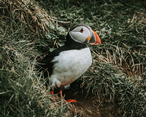 Atlantic puffin near its burrow on grassy cliffs at Dyrhólaey, South Iceland