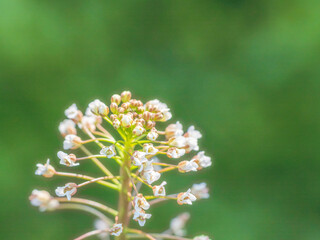 ナズナの花のアップ12