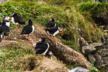 Colony of Atlantic puffins nesting on cliffs at Dyrhólaey, South Iceland