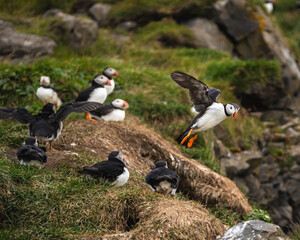 Atlantic puffins on grassy cliffs at Dyrhólaey, South Iceland, with one in flight