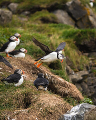 Atlantic puffins on grassy cliffs at Dyrhólaey, South Iceland, with one in flight