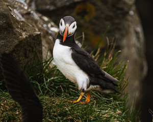 Atlantic puffin standing on a grassy cliff in Dyrh&oacute;laey, South Iceland