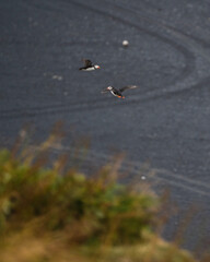 Two Atlantic puffins in flight over black sand beach at Dyrhólaey, Iceland