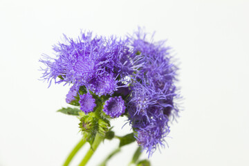 It is a white background and a purple ageratum.