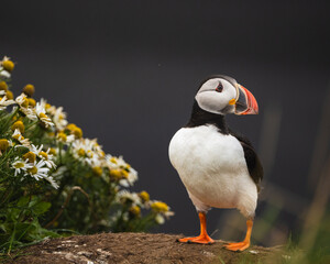 Atlantic puffin among chamomile flowers on a grassy cliff at Dyrhólaey, Iceland