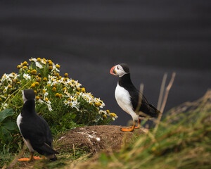 Atlantic puffin among chamomile flowers on a grassy cliff at Dyrhólaey, Iceland