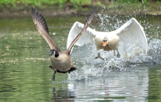 An adult mute swan chasing a Canada goose along the water of a pond with wings out and splashing and panicked look on the goose. 
