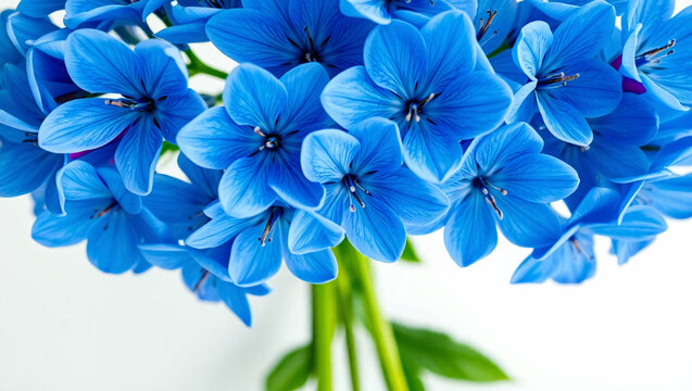 Elegant Blue Brodiaea Flowers in Dense Cluster Against Pure White Background