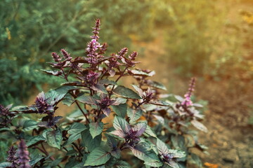 Flowering Purple Basil Plant Growing In Home Garden. Fresh Leaves Of Genovese