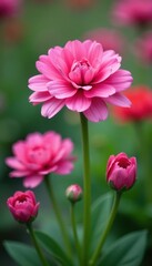 Fototapeta premium Pink dianthus blooms in spring garden, vibrant petals , flower, blossom, macro