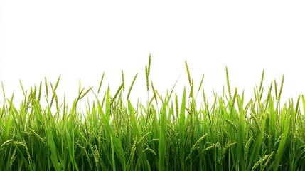 Fototapeta premium A field of green rice plants with a white background