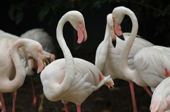 Greater Flamingo Chilling Out - Powered by Adobe