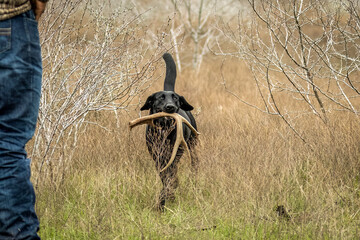 Shed antler hunting dog